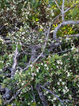 Ejemplar de 'Daphne rodriguezii'