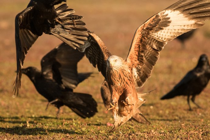 Archivo - Ejemplar de milano real.