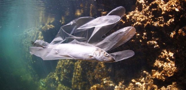 Un peix atrapat en un guant de plàstic.