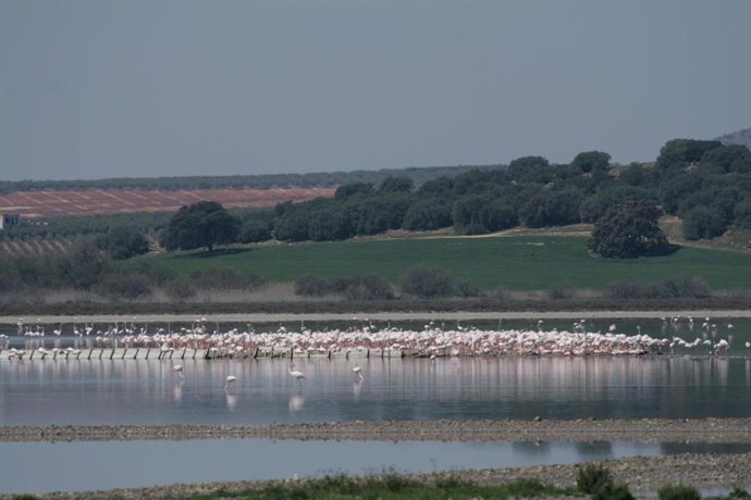 Flamencos en la laguna de Fuente de Piedra