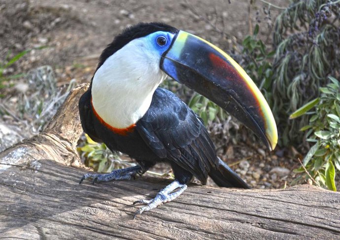 TERRA NATURA BENIDORM RECIBE UN TUCÁN PECHIBLANCO DENTRO DE UN PROGRAMA DE REPRODUCCIÓN DE ESTA ESPECIE VULNERABLE