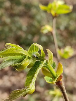 Párasito Torymus Sinensis para luchar contra la avispa del castaño