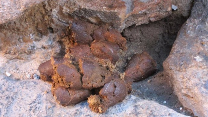 Archivo - Excremento de perro en vía pública