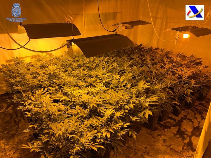 Plantación de marihuana que tenían los detenidos en Son Servera.