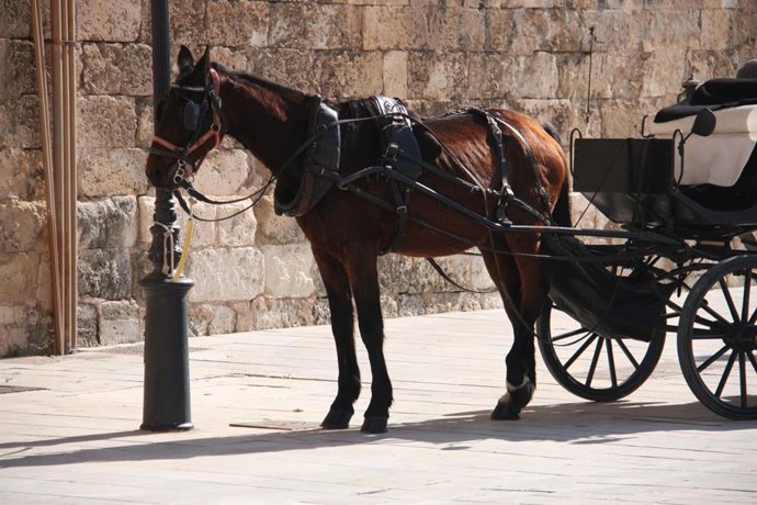 Un caballo de una calesa atado a una farola en Palma.