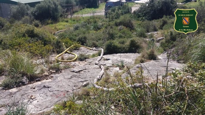 Tareas de limpieza del antiguo campo de tiro de Lloseta.