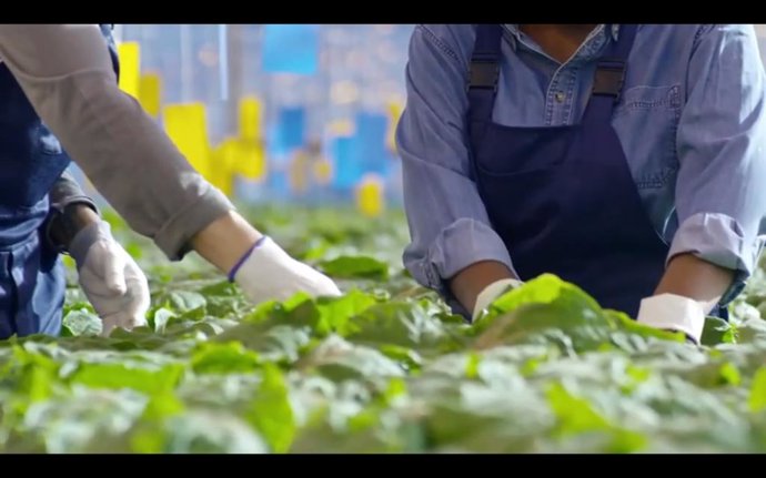 Archivo - Agricultores trabajando con plantas