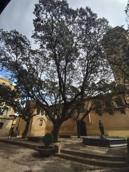 Huesca cuenta con más de 18.000 árboles urbanos para protegerse del cambio climático.