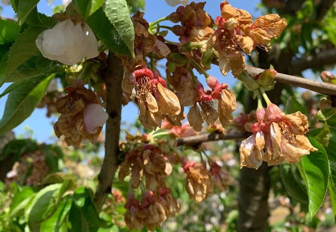 El PAR pide la declaración de zona catastrófica para el Bajo Cinca y los municipios con la cosecha arruinada por heladas.