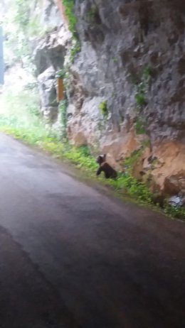 Imagen de la osa, esbardu.