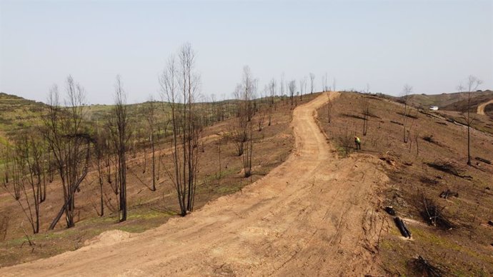 Diputación realiza trabajos de restauración forestal de la finca Los Balcones tras el incendio de Almonaster