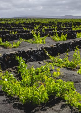 Viñedos de Bodegas El Grifo