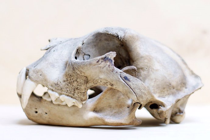 Cráneo de leopardo