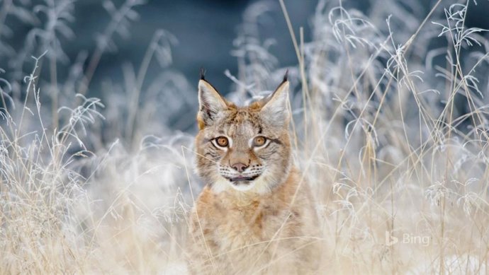 Fondo de pantalla de Bing.