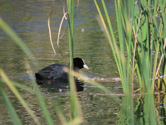 Ejemplar de focha común