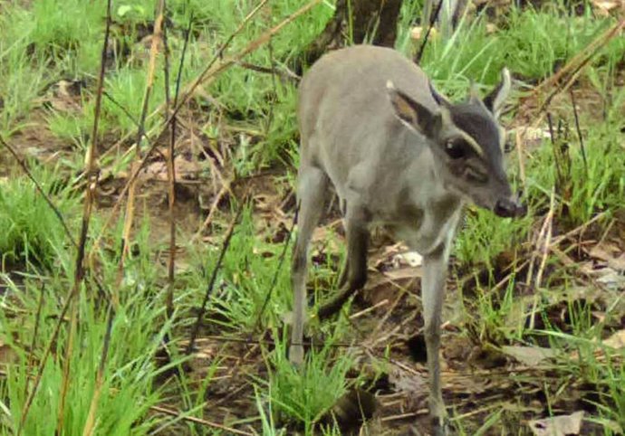 Duiker de Walter