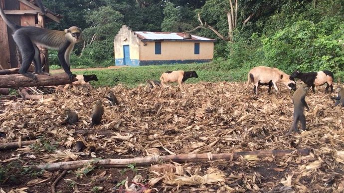 Los primates y el ganado exploran los terrenos fuera de una residencia en Ghana.
