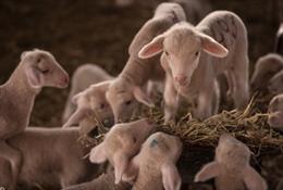 La Finca Fuente de los Romeros consigue importar semen y embriones de merino australiano para conseguir la mejor calidad de lana