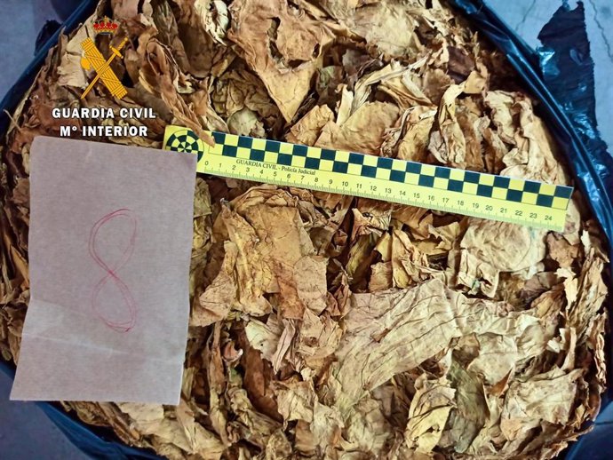 Hojas de tabaco incautadas