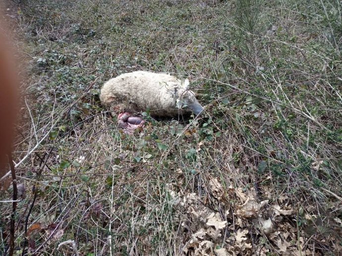 Una de las ovejas atacadas por el lobo.