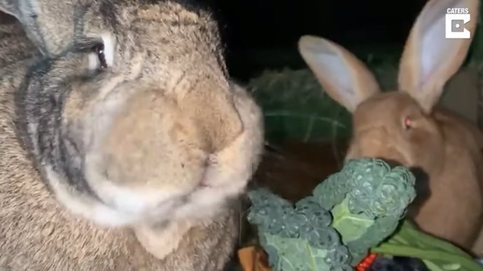 Estos conejos gigantes son del tamaño de un perro pequeño y comen frutas y verduras por valor de 200 libras al mes