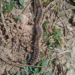 Imagen de la procesionaria