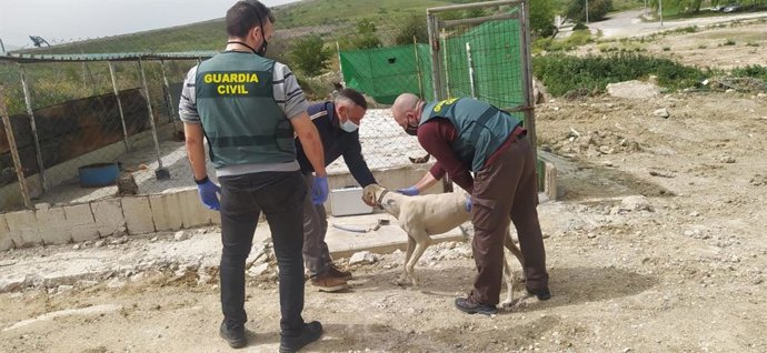 El perro recuperado del robo de Guillena