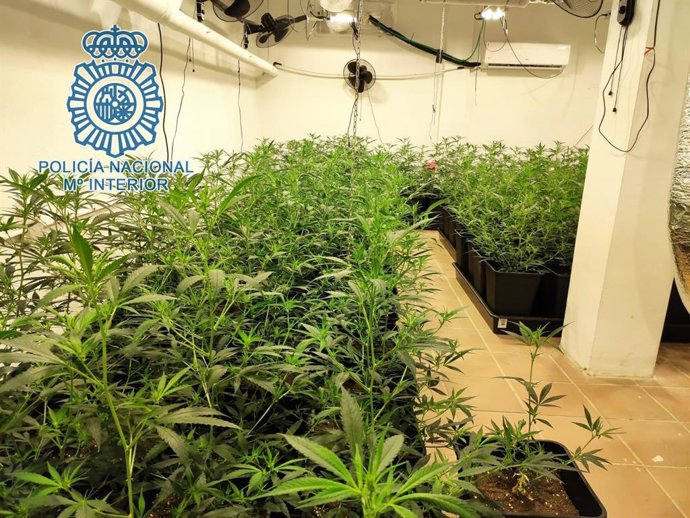 Plantación intervenida