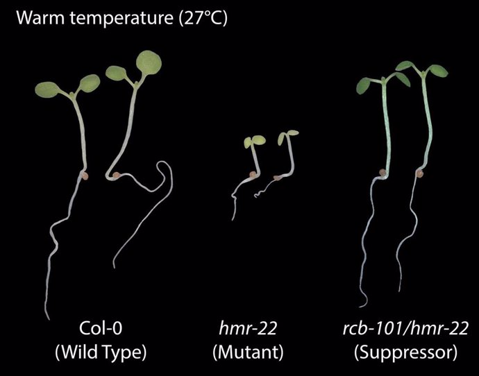 Comparación de la planta de tipo salvaje sensible a la temperatura con un mutante que es insensible y una tercera planta que se mutó por segunda vez para recuperar la sensibilidad a la temperatura.