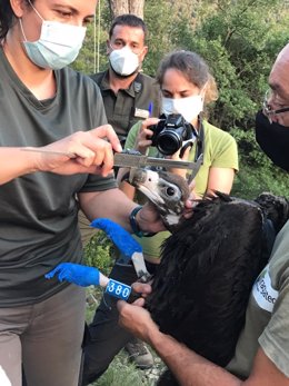 Toma de medidas del buitre negro al colocarle un emisor GPS en el verano de 2020