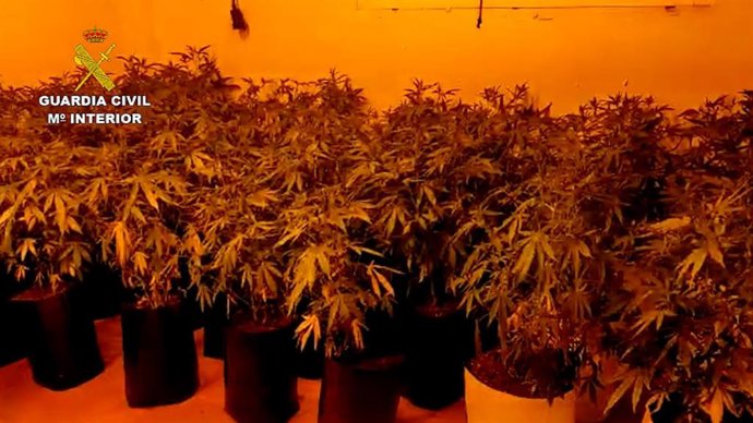 A prisión con un cultivo de 444 plantas de marihuana en una vivienda de Utrera (Sevilla) ocupada de forma ilegal
