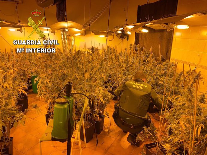 Plantación de marihuana encontrada por la Guardia Civil en Talavera