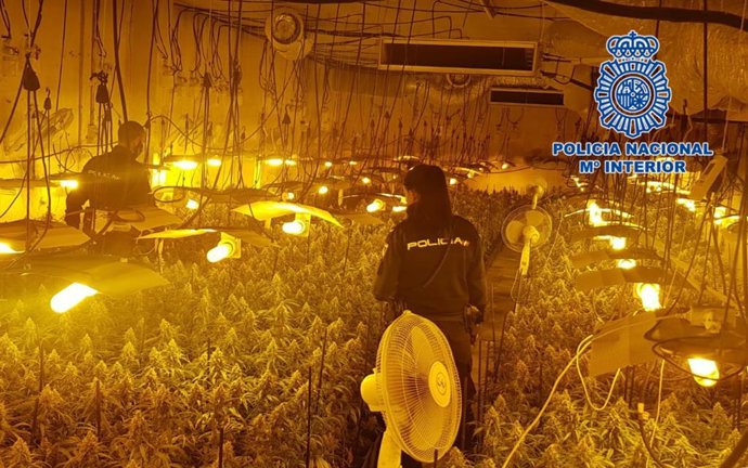 Plantación de marihuana hallada en Guadalajara por la Policía Nacional