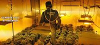 Tres detenidos tras intervenir cerca de 290 plantas de marihuana en Roquetas (Almería)