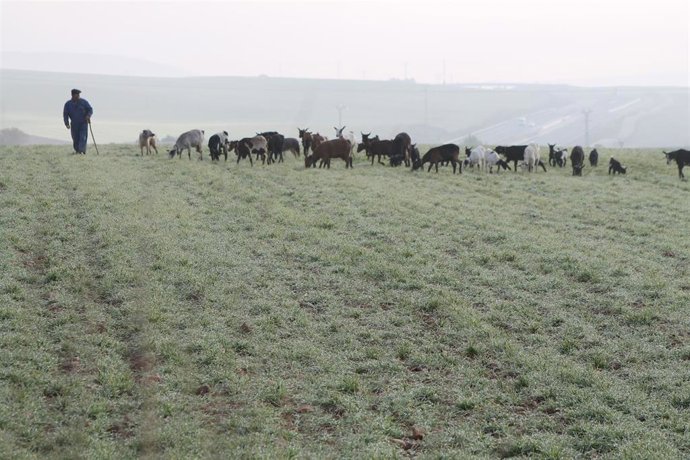 Archivo - PASTOR, OVEJAS, GANADO, GANADERO