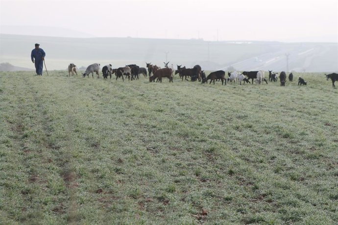 Archivo - PASTOR, OVEJAS, GANADO, GANADERO