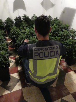 Policía Nacional desmantela un cultivo indoor de marihuana con medio centenar de plantas
