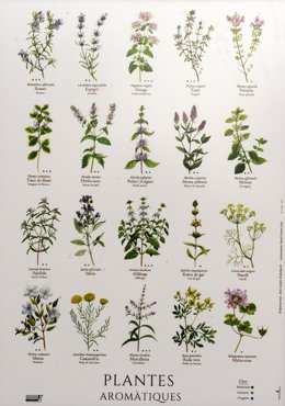 Lámina de plantas aromáticas