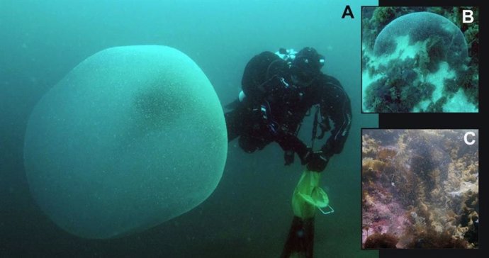 Enormes esferas gelatinosas del NE del Océano Atlántico (Noruega, Suecia e Inglaterra) atribuidas a la masa de huevos de calamar.