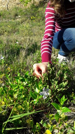 El barrio logroñés de El Campillo cuenta con una isla de biodiversidad favorable a la mariposa arlequín