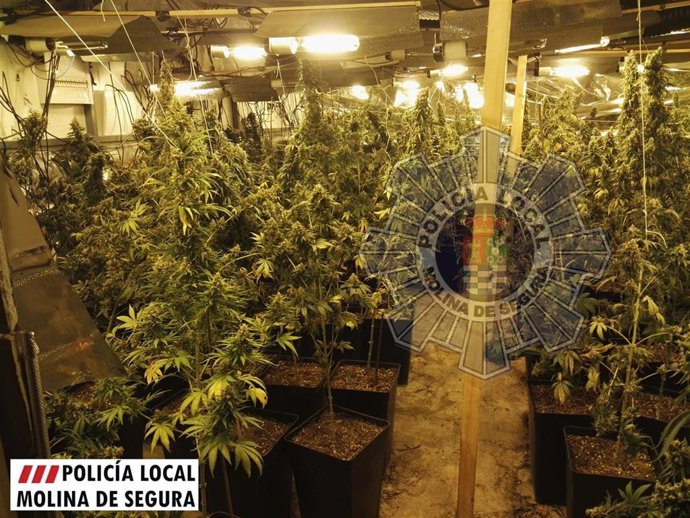 Imagen de la plantación de marihuana interceptada