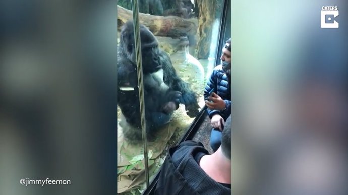 Este gorila ayuda a un hombre a pasar perfiles en una aplicación de citas