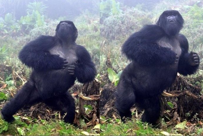 Un gorila macho golpeándose el pecho