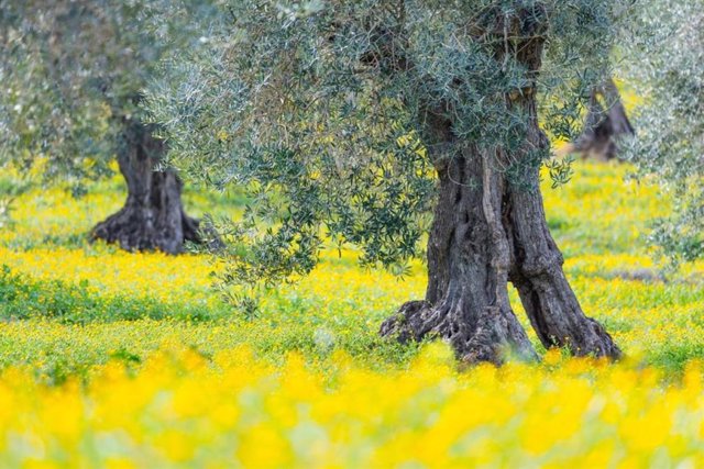 Bosque, primavera,