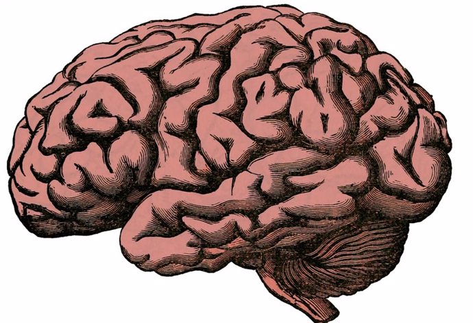Archivo - Imagen de un cerebro