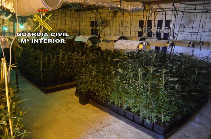 La plantación de marihuana intervenida