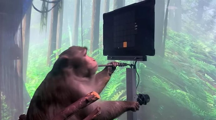 Macaco jugando al Pong con su mente