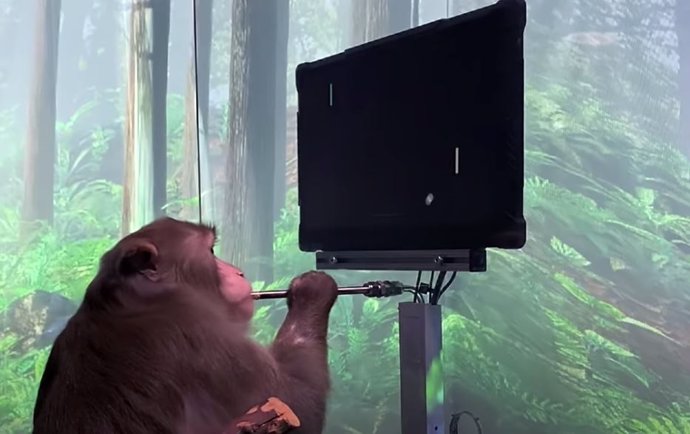 Macaco jugando al mind-pong con un interafz Neuralink implantado en su cerebro