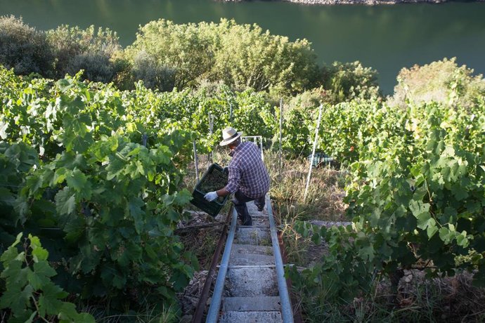 Archivo - Foto de archivo de un vendimiador transporta en una caja parte de la cosecha recogida  