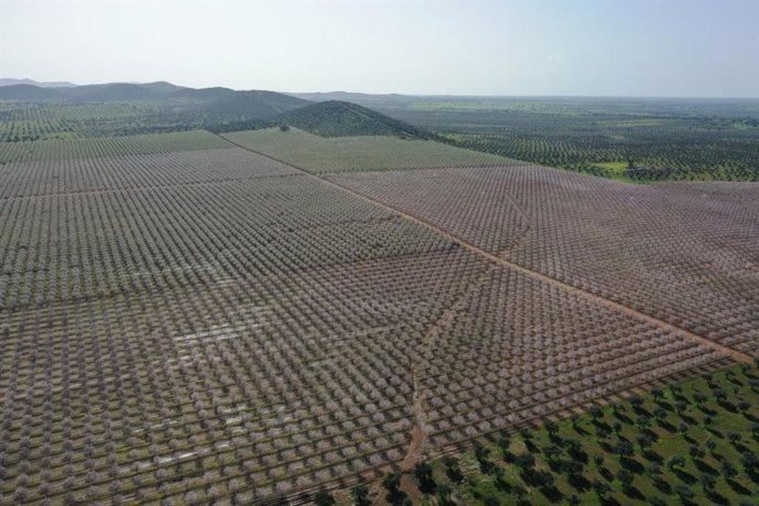 Cultivo de Borges Agricultural & Industrial Nuts (BAIN).